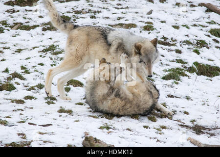 Ein paar Timber Wölfe spielen. Stockfoto