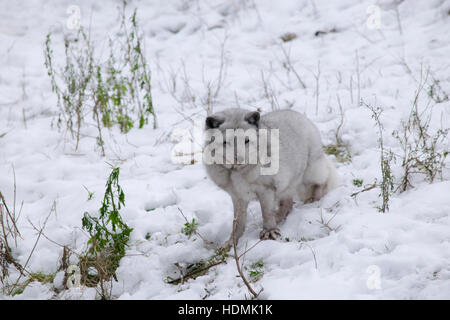 Ein erwachsener Arctic Fox. Stockfoto