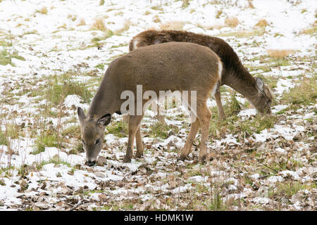 Ein paar weibliche weiß - angebundene Rotwild im frühen Winter. Stockfoto
