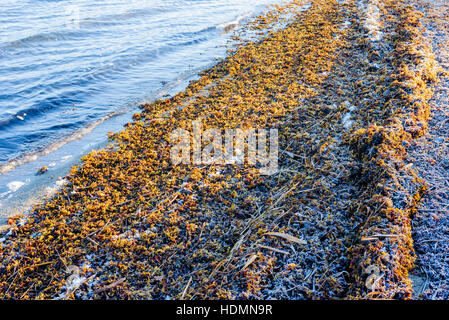 Frost gebissen Blase Wrack (Fucus Vesiculosus) am Ufer an einem kalten Morgen im Winter. Stockfoto