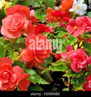 schöner Hintergrund Blumen Begonien Stockfoto