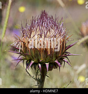 Seedhead von der Mariendistel (Silybum Marianum), Andalusien, Spanien. Stockfoto