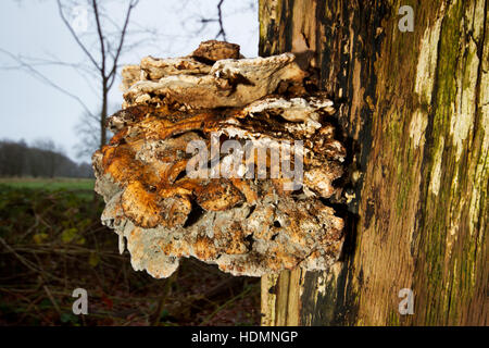 Alt und geformte Bügel Pilz, vermutlich Schwefel Polypore (Laetiporus Sulphureus) an einer toten Eiche Stockfoto