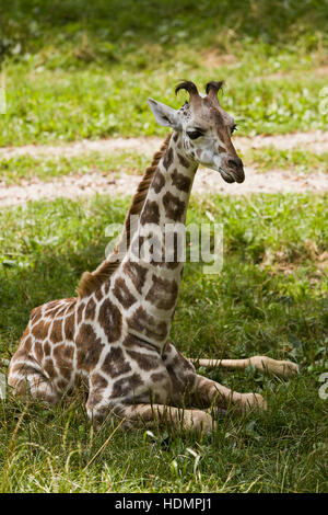 Young Rothschild Giraffe (Giraffa Plancius Camelopardis), sitzen, Gras, Österreich Stockfoto