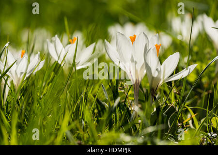 Weiße Krokusse (Crocus SP.), Frühlingswiese, Baden-Württemberg, Deutschland Stockfoto