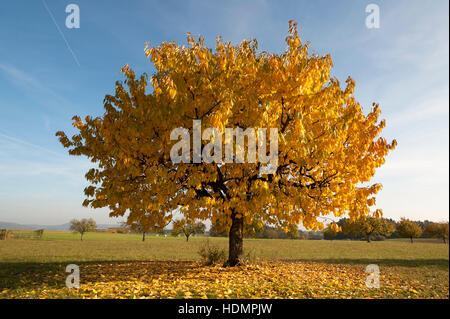 Wildkirsche (Prunus Avium), Blätter gelb im Herbst, blauer Himmel, Middle Franconia, Bayern, Deutschland Stockfoto