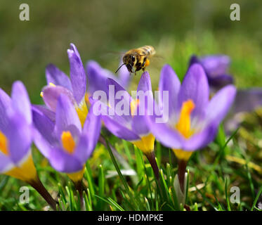 Honigbiene (Apis Mellifera) schwebt über Blumengarten Krokus (Crocus Sativa-Hybriden), sammeln von Pollen, Bayern, Deutschland Stockfoto