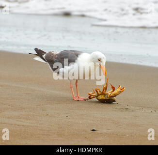 Amerikanische Silbermöwe (Larus Smithsonianus), Essen Krabben am Strand, Stinson Beach, Kalifornien, USA Stockfoto