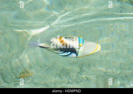 Picasso-Drückerfisch (Rhinecanthus Aculeatus) Schwimmen im flachen Wasser, Drawaqa Insel Yasawa, Fidschi Stockfoto