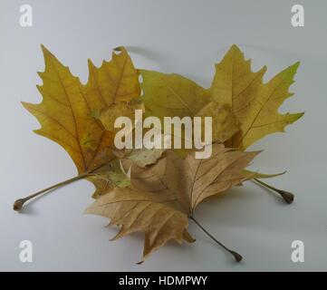 Herbst Blätter Stockfoto