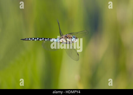 Fliegen Migranten Hawker (Aeshna Mixta), Hessen, Deutschland Stockfoto