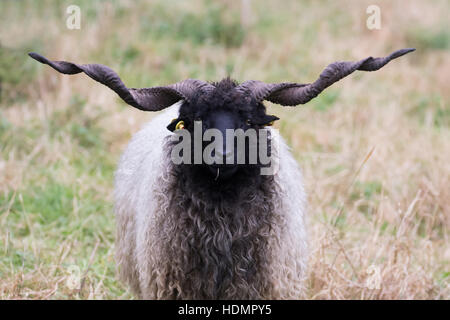 Racka Schafe (Ovis Aries Strepsiceros Hungaricus) mit langen Hörnern, Hessen, Deutschland Stockfoto