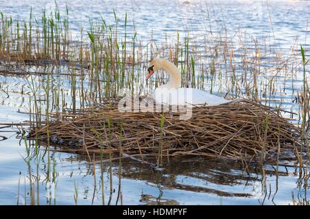 Höckerschwan (Cygnus Olor) sitzen auf Nest im Schilf, Grübeln, Naturpark Steinhuder Meer, Niedersachsen, Deutschland Stockfoto