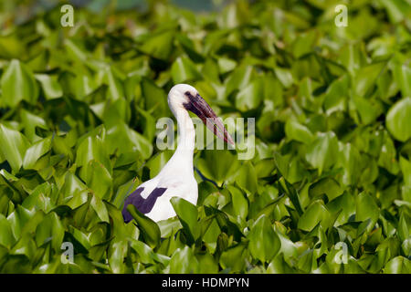 Asiatischer Openbill (Anastomus Oscitans) unter Wasserhyazinthen (Anastomus Oscitans), Mae Wong Nationalpark, Kamphaeng Phet, Thailand Stockfoto