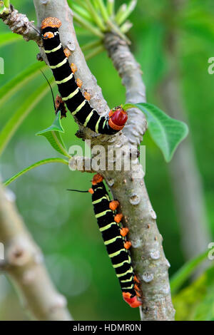 Tetrio Sphinx Motte (Pseudosphinx Tetrio), Raupen, Corozal Bezirk, Belize Stockfoto