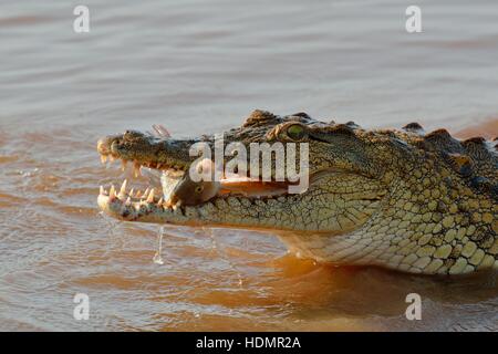 Nil-Krokodil (Crocodylus Niloticus) mit Fisch lebt im Maul, Sunset Dam, Kruger National Park, Mpumalanga Stockfoto