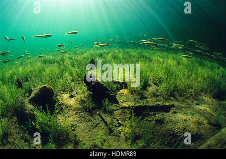 Eurasische Elritze (Phoxinus Phoxinus), Lunz am See, Niederösterreich, Europa Stockfoto