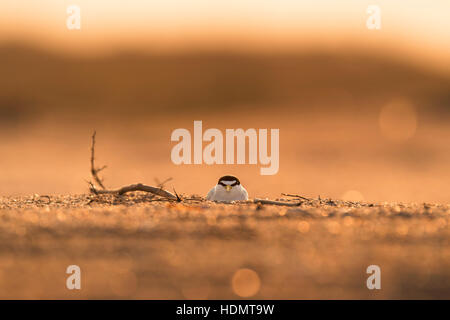 Eine vom Aussterben bedrohte zumindest Tern siedelt sich in auf ihrem Nest an einem Sandstrand beim Sonnenaufgang hinter ihr. Stockfoto
