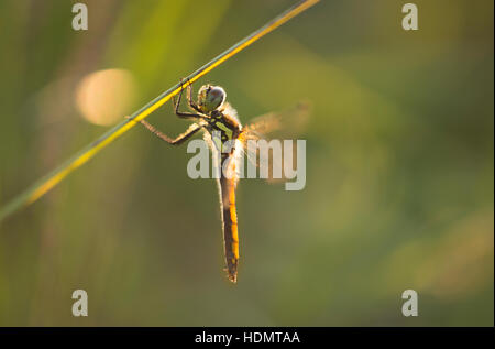 Eine schwarze Darter am Rushbush Teich im New Forest. Stockfoto