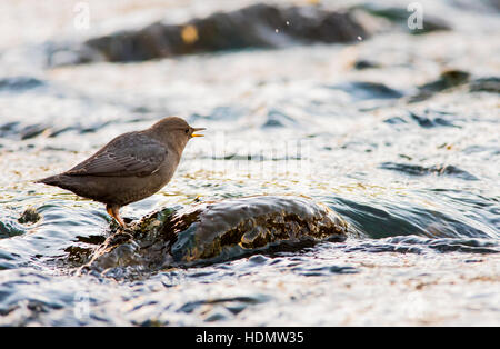 Ein American Dipper Suche für Frühstück am Fluss Animas in Durango Colorado. Stockfoto