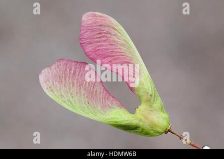 Samen des Amur-Ahorn, Acer ginnala Stockfoto