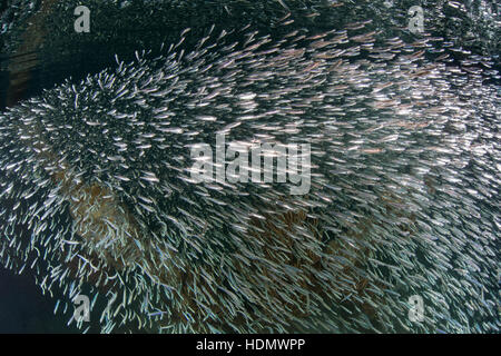 Dry Tortugas, August 2015 Köderfischen in Hülle und Fülle im Süden Kohlenübernahme Dock Ruinen in Dry Tortugas Nationalpark Gewässer. Stockfoto