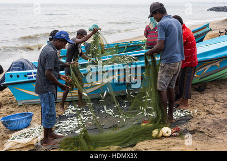 NEGOMBO, SRI LANKA - 30 NOVEMBER: Menschen sammeln Trockenfisch und stecken Sie in die Box am Strand von Negombo am 30. November 2016. Stockfoto