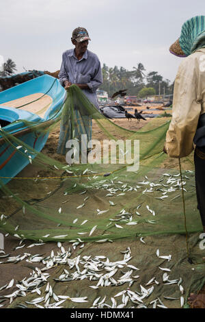 NEGOMBO, SRI LANKA - 30 NOVEMBER: Menschen sammeln Trockenfisch und stecken Sie in die Box am Strand von Negombo am 30. November 2016. Stockfoto