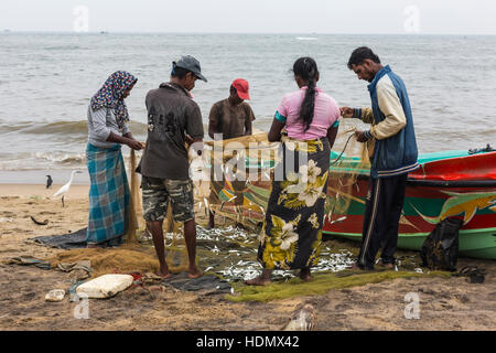 NEGOMBO, SRI LANKA - 30 NOVEMBER: Menschen sammeln Trockenfisch und stecken Sie in die Box am Strand von Negombo am 30. November 2016. Stockfoto