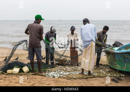 NEGOMBO, SRI LANKA - 30 NOVEMBER: Menschen sammeln Trockenfisch und stecken Sie in die Box am Strand von Negombo am 30. November 2016. Stockfoto