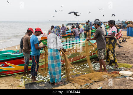 NEGOMBO, SRI LANKA - 30 NOVEMBER: Menschen sammeln Trockenfisch und stecken Sie in die Box am Strand von Negombo am 30. November 2016. Stockfoto