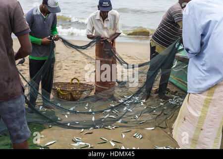 NEGOMBO, SRI LANKA - 30 NOVEMBER: Menschen sammeln Trockenfisch und stecken Sie in die Box am Strand von Negombo am 30. November 2016. Stockfoto