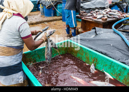 NEGOMBO, SRI LANKA - 30 NOVEMBER: Menschen sammeln Trockenfisch und stecken Sie in die Box am Strand von Negombo am 30. November 2016. Stockfoto