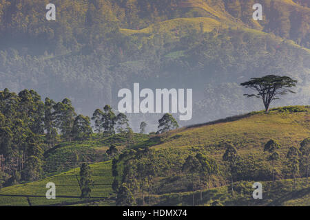 Morgen-Tal mit Teeplantagen gefüllt mit Nebel in das Hochland von Sri Lanka Stockfoto