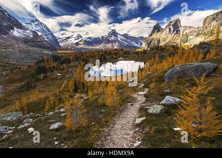 Schneebedeckte Rocky Mountains, Herbstlarchen, Blue Lake, Dramatische Skyline. Kanadische Rockies, Yoho-Nationalpark, British Columbia Stockfoto