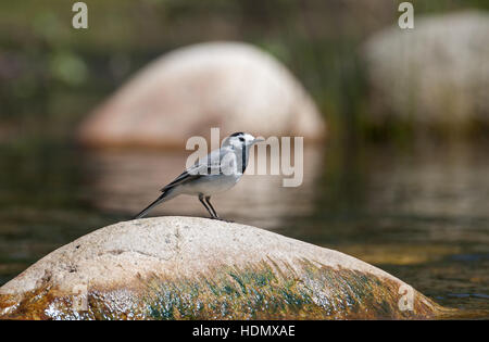 Weibliche Pied Bachstelze-Motacilla Alba. Frühling. Stockfoto