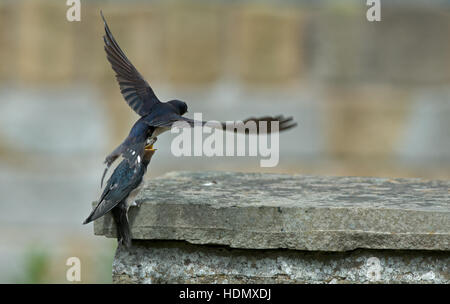 Erwachsenen Rauchschwalbe Hirundo Rustica ernährt juvenile. Sommer. UK Stockfoto