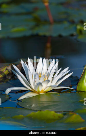 White Water Lilly Blume offen enge Reflexion Damm Stockfoto