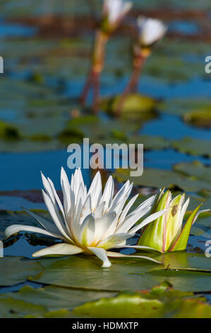 White Water Lilly Blume offen enge Reflexion Damm Stockfoto