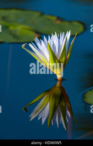 White Water Lilly Blume offen enge Reflexion Damm Stockfoto