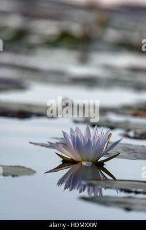 White Water Lilly Blume offen enge Reflexion Damm Stockfoto