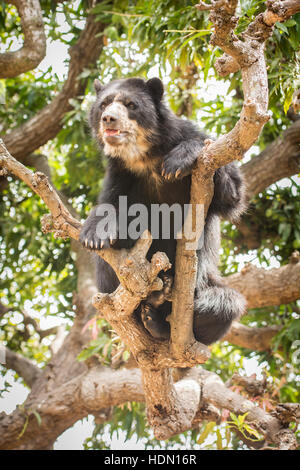 Peruanische Spectacled Bear oder Anden tragen (Tremarctos Ornatus) zeigt Steigfähigkeit auf dünnen Ast Baum im Norden Perus Stockfoto