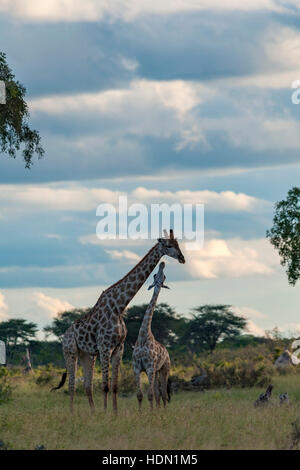 Giraffe ungewöhnliche Paarungsverhalten Hwange Simbabwe Stockfoto