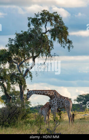 Giraffe ungewöhnliche Paarungsverhalten Hwange Simbabwe Stockfoto