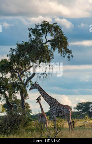 Giraffe ungewöhnliche Paarungsverhalten Hwange Simbabwe Stockfoto