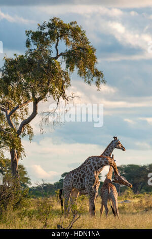 Giraffe ungewöhnliche Paarungsverhalten Hwange Simbabwe Stockfoto