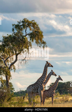 Giraffe ungewöhnliche Paarungsverhalten Hwange Simbabwe Stockfoto