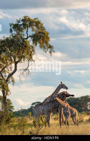 Giraffe ungewöhnliche Paarungsverhalten Hwange Simbabwe Stockfoto