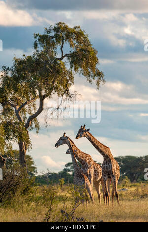 Giraffe ungewöhnliche Paarungsverhalten Hwange Simbabwe Stockfoto