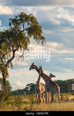 Giraffe ungewöhnliche Paarungsverhalten Hwange Simbabwe Stockfoto